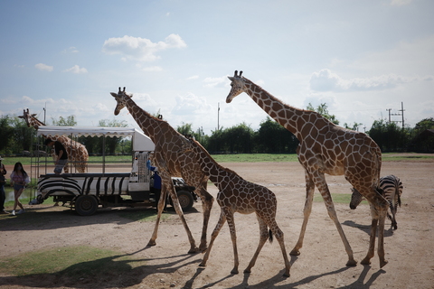 Safari Park的长颈鹿